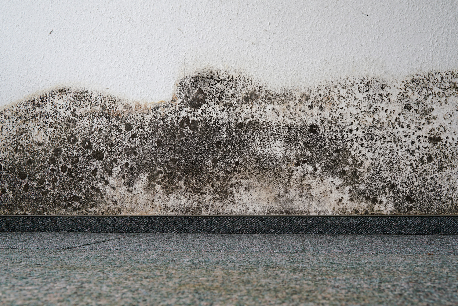 Schimmel an der Wand